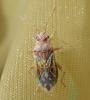Rhopalus parumpunctatus